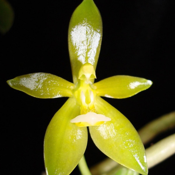 Phal. cornu-cervi f.flava Rare and hard to find