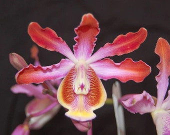 Myrmecophila (Schomburgkia) grandiflora (Mounted)