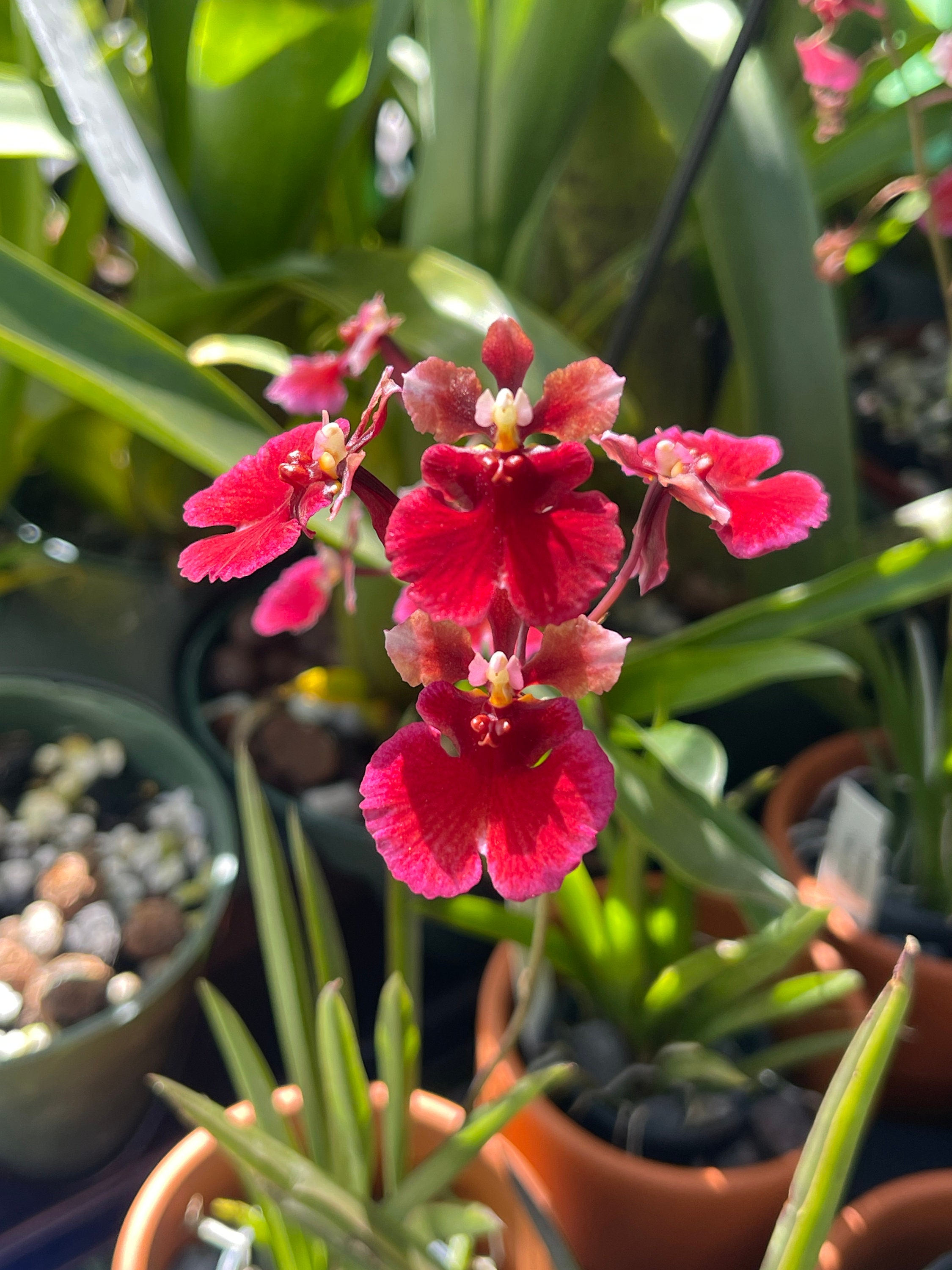 Tolumnia Jairak Flyer 'red Cherry' KS 766 - Etsy