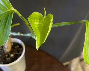 Rare* Monstera sp summy (one side hole)