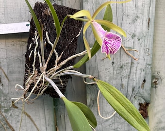 Bc. Mary Dodson / Brassavola Nodosa X Cattleya Schilleriana