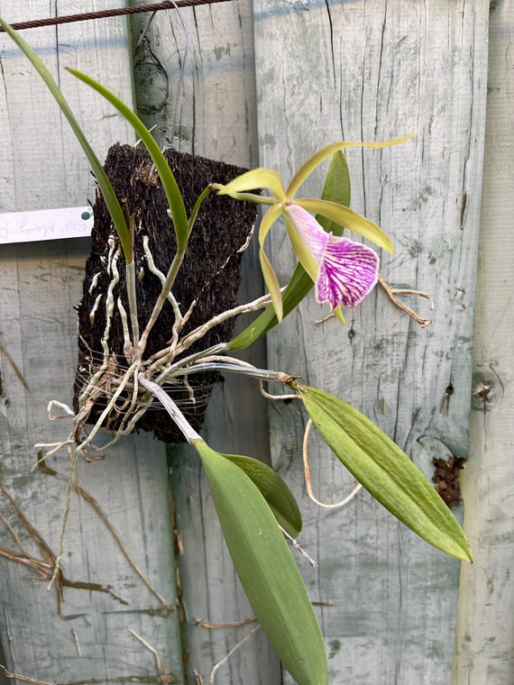 Bc. Mary Dodson / Brassavola Nodosa X Cattleya Schilleriana