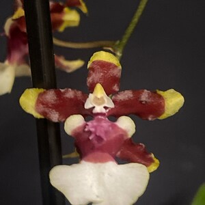 Oncidium Sharry Baby (Red) and Oncidium Sharry baby (Red Fantasy)