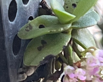 Schoenorchis-fragrans Mini phalaenopsis