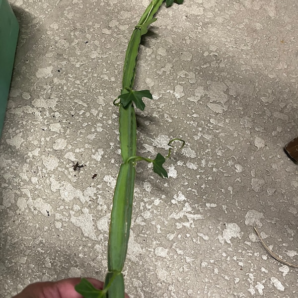 Cissus quadrangularis , veldt grape, adamant creeper, devil's backbone, Cucumber Cactus, Vitaceae, Cissus cactiformis cutting of 2 nodes