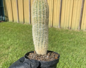 Old Man Cactus / Cephalocereus senilis