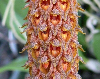 Bulbophyllum crassipes