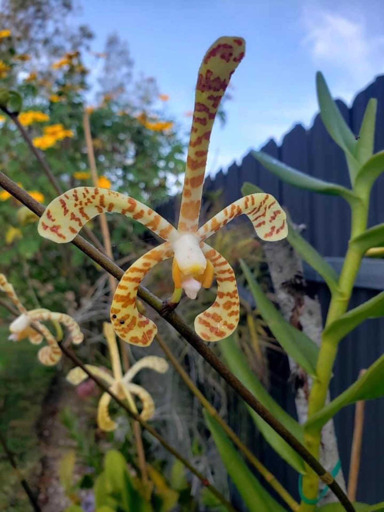 Arachnis Scorpion Orchid Arachnis flos-aeris. | Etsy