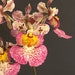 see more listings in the Orchid  section