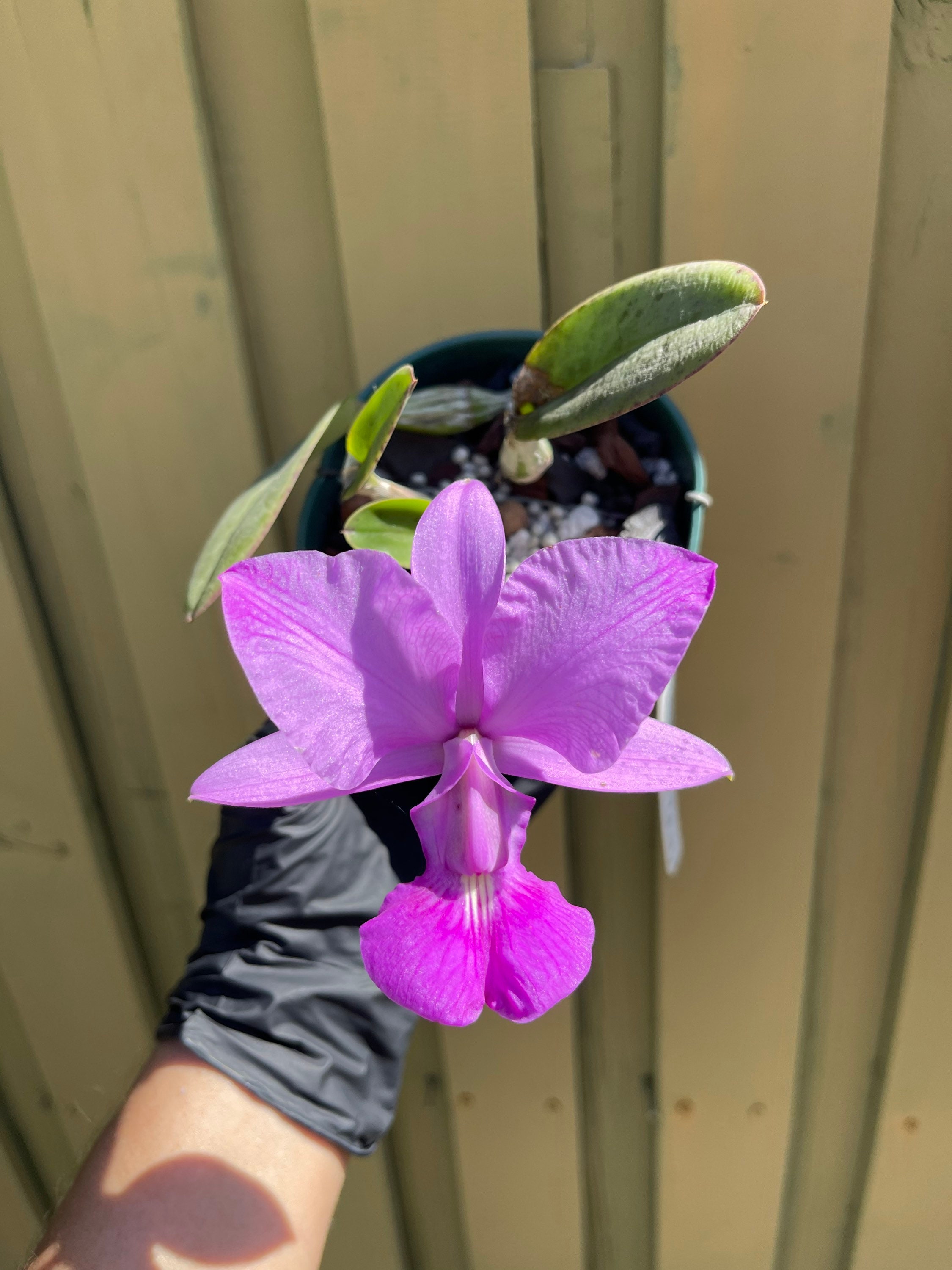 Eplc. Jackie Bright 'Hilo Stars' (Lc. Gold Digger x Epi. randii) : r/orchids