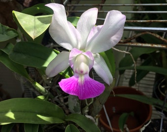 Cattleya walkeriana Semi-Alba‘Carmela’