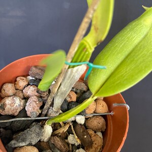 Cattleya jenmanii semi alba image 3