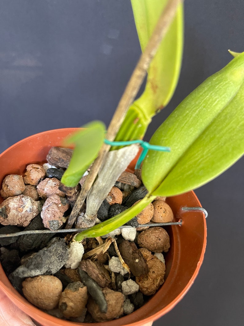 Cattleya jenmanii semi alba image 3