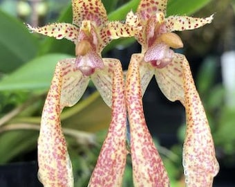 Bulbophyllum bicolor x bulbophyllum lasiochillum