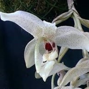 Stanhopea florida imagem 2