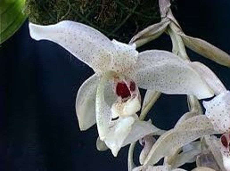 Stanhopea florida imagem 2