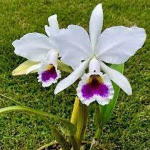 Cattleya labiata semi-alba image 1