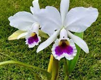 Cattleya labiata semi-alba