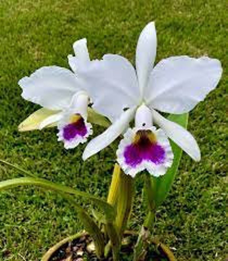 Cattleya labiata semi-alba image 1