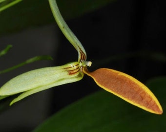 Bulbophyllum scaphioglossum