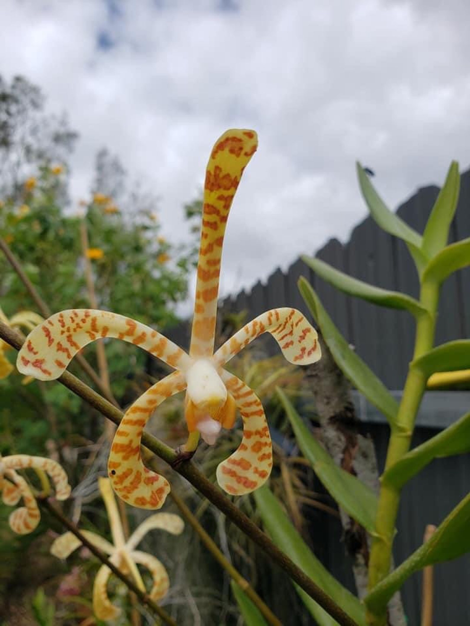 Arachnis Scorpion Orchid Arachnis flosaeris. Etsy