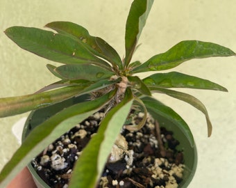 Euphorbia rossii / RARE