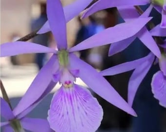 Encyclia Cindy x Encyclia adenocaula big star (Encyclia tampensis × Encyclia alata)