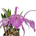 see more listings in the Orchid  section