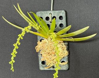 Ornithocephalus bryostachyus