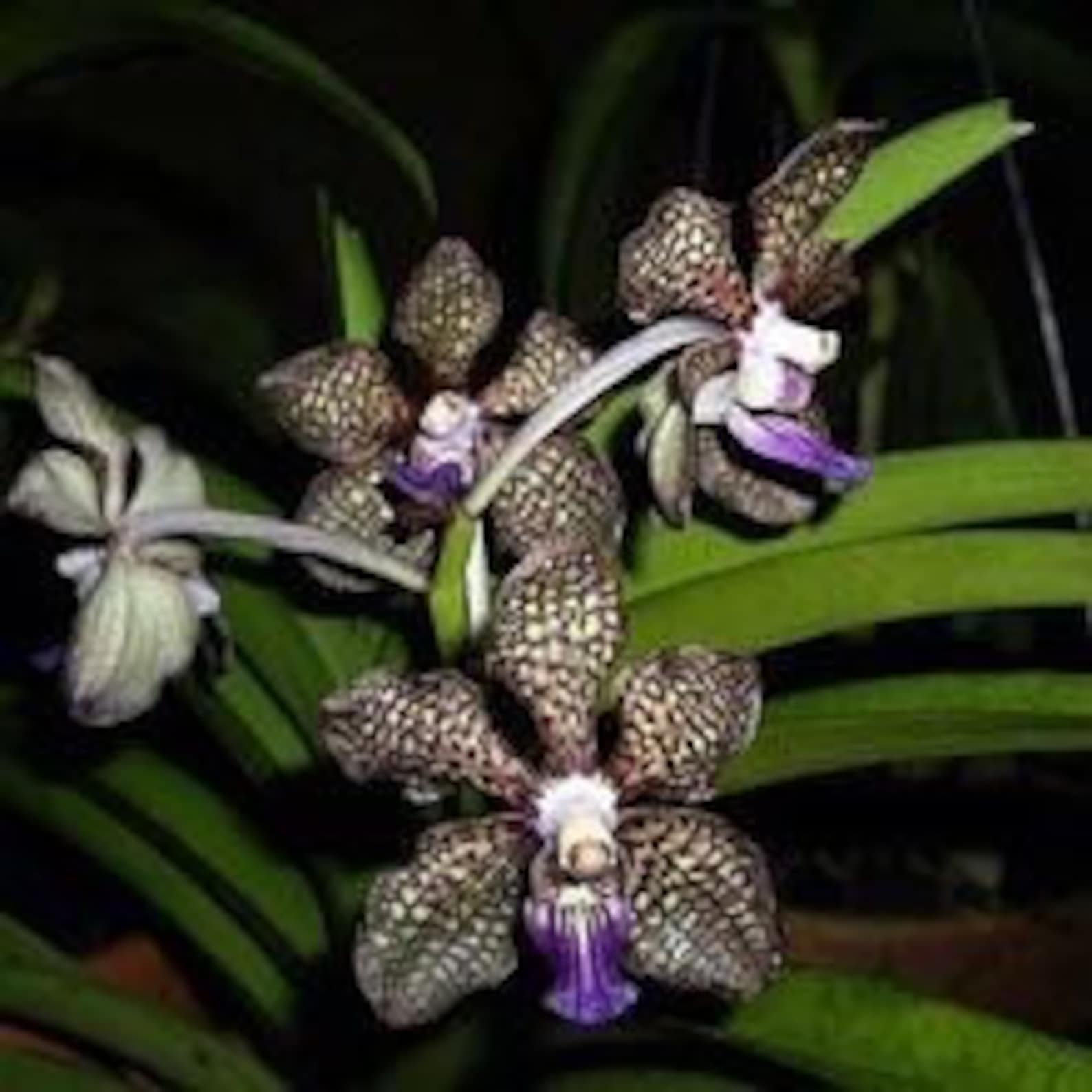 Vanda tessellata Etsy