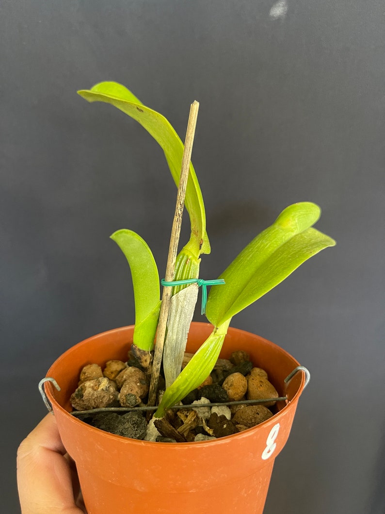 Cattleya jenmanii semi alba image 2