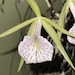 see more listings in the Orchid  section