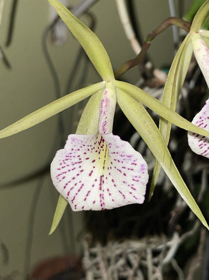 Bc. Mary Dodson / Brassavola nodosa x Cattleya schilleriana / brassocattleya image 1