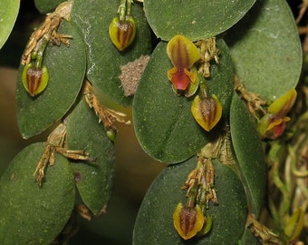 Miniature orchids Lepanthes / Andinia