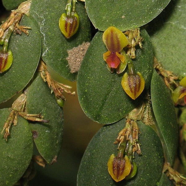 Miniature orchids Lepanthes / Andinia