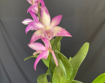 Dendrobium kingianum