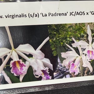 Cattleya maxima var. virginalis 'La Pedrena' CHM/AOS x 'Gabe's Pick'