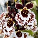 see more listings in the Orchid  section