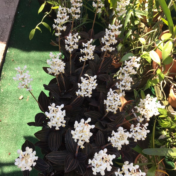 Ludesia discolor, jewel orchid