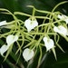 see more listings in the Orchid  section