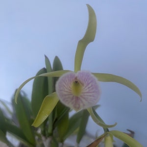 Bc. Mary Dodson / Brassavola nodosa x Cattleya schilleriana / brassocattleya image 4