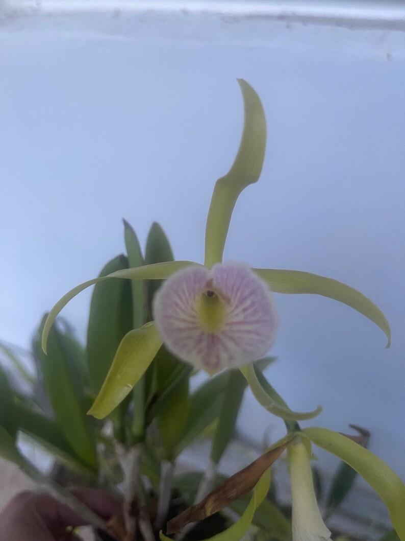 Bc. Mary Dodson / Brassavola nodosa x Cattleya schilleriana / brassocattleya image 4