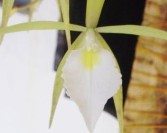 Brassavola gardneri