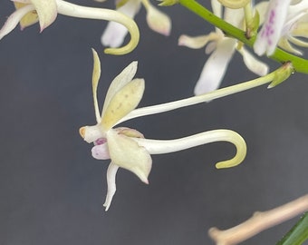 Vanda/ Neofinetia falcata var. amami x Christensonia vietnamica