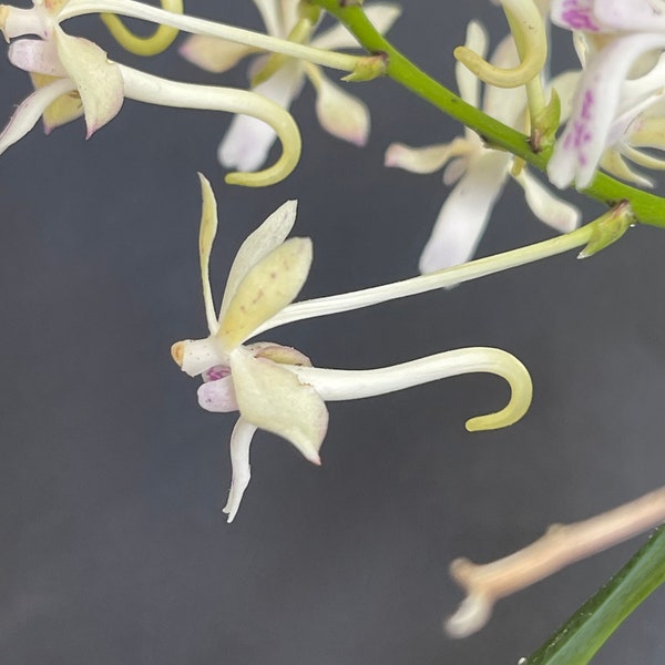 Vanda/ Neofinetia falcata var. amami x Christensonia vietnamica