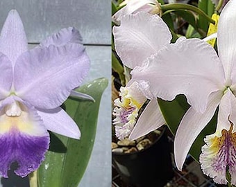 Cattleya Indigo Valentine 'Indigo Valentine' x Cattleya mossiae coerulea '4N'