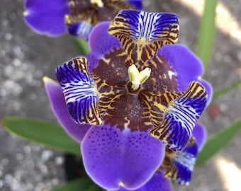 Walking Iris / Iris giganticaerulea / Giant Blue Iris / Blue Flag / Iris Versicolor /  blue iris apostle neomarica Regina / lily / lilies