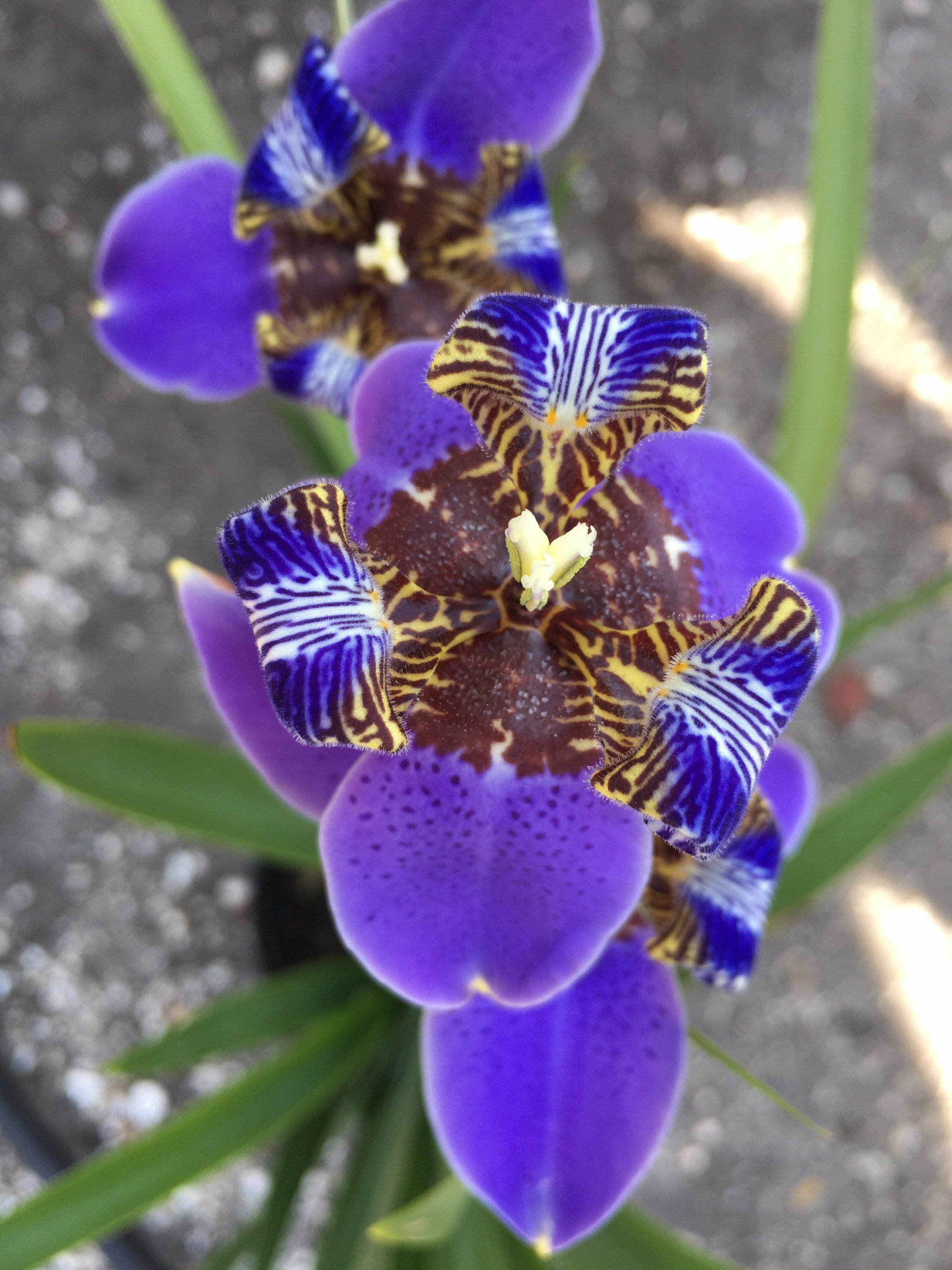 Walking Iris / Iris Giganticaerulea / Giant Blue Iris / Blue Etsy New