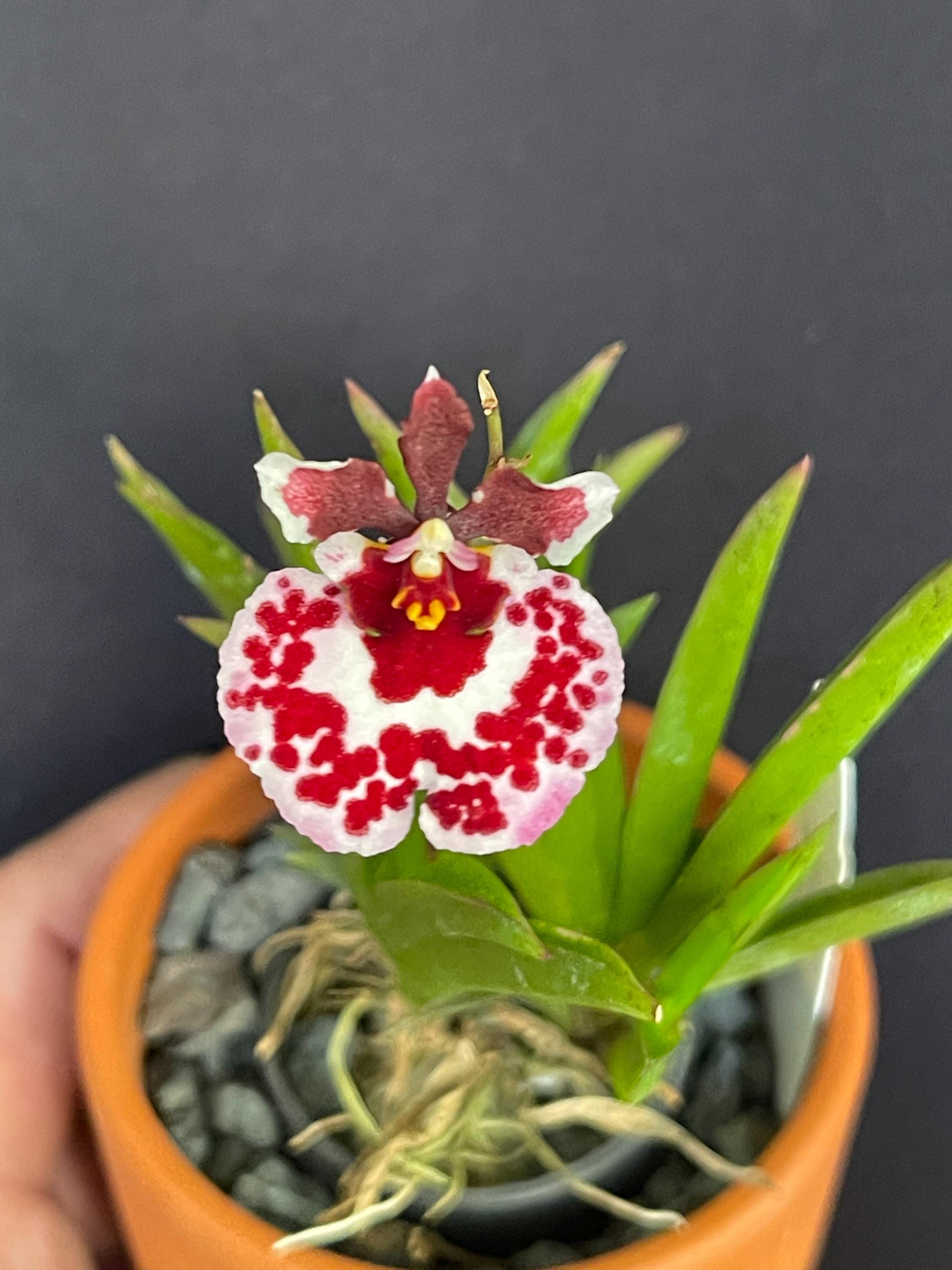 Tolumnia Jairak Firm 'spoty' / 399 - Etsy