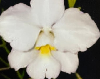 Papilionanthe Diane f. alba